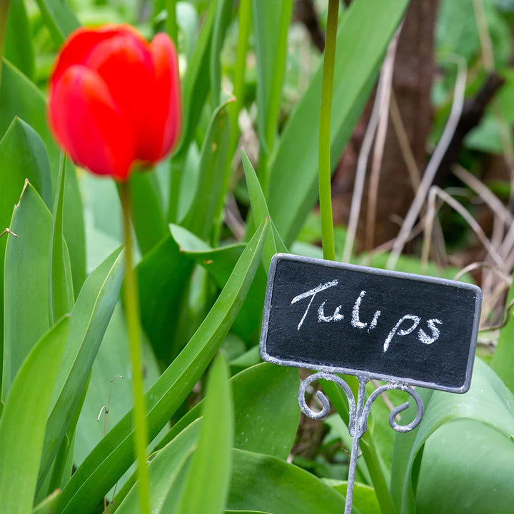 Metal Blackboard Plant Marker Set Of 2